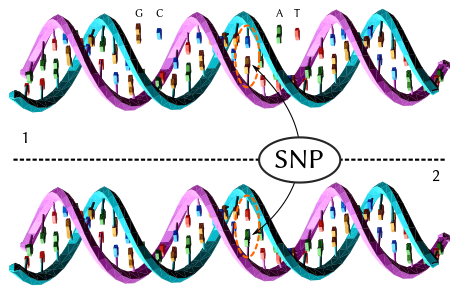 (DnaSNP)